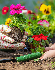 种花的女人孩子和母亲在花园里种花 有选择的焦点生活土壤妈妈女孩微笑喜悦幸福工具快乐三色背景