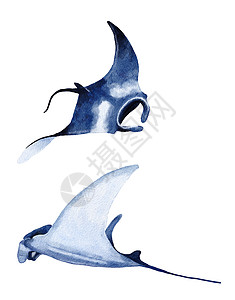小鲨鱼水彩曼塔射线手绘插图 海洋水下海洋航海设计 濒危物种动物 太平洋水域野生动物背景