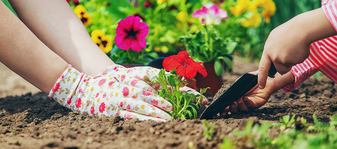 种花的女人孩子和母亲在花园里种花 有选择的焦点快乐生长土壤生活植物女孩工具喜悦微笑幸福背景