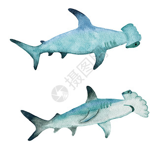 蓝色海洋手绘水彩手黎明双髻鲨 热带危险鱼 海洋水下野生动物 自然濒危物种航海印刷海报背景