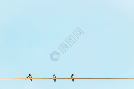 孟菲斯背景在线上直播课海报三只小小鸟放松野生野生动物的快乐 在蓝色天空背景的电线上海报插图荒野鸽子团体鸟类卡片金属人群航班背景