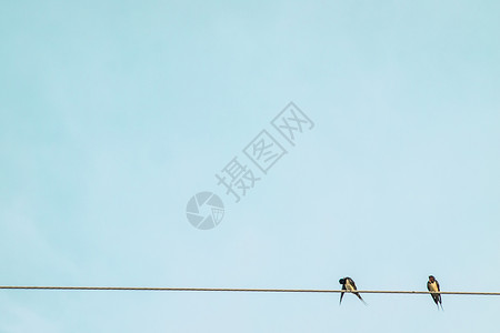 国潮风线上年会节目单海报两只小小鸟 放松野生野生动物的快乐 在蓝色天空背景的电线上背景