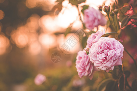 粉色太阳花园里的粉红玫瑰 明亮的夕阳光 花岗岩背景 有选择的重点花束太阳周年植物群树叶植物纪念日婚礼玫瑰花瓣背景