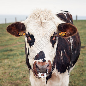 诺曼底有一条鼻孔穿洞的牛农村牛肉喇叭戒指动物毛皮农田冲孔奶牛奶制品背景
