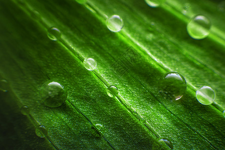 美丽的深绿色绿叶 加上水滴背景图片