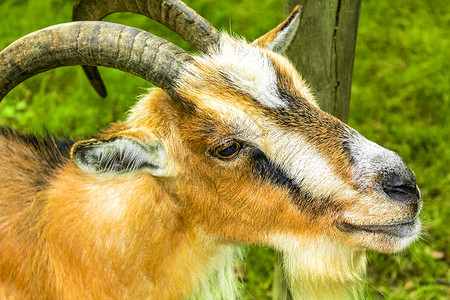 梅角山羊农场快乐的高清图片