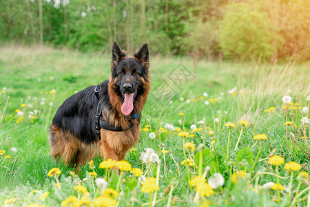 谢泼德在阳光明媚的夏日 德国牧羊狗在林区附近的草地上散步背景