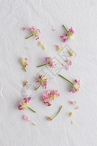 flowers花粉花在白色背景上的花朵模式 Flowers 风格纹理植物粉色圆形框架花瓣热情墙纸树叶问候语庆典背景
