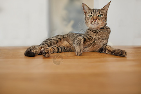 意向表达等一只看起来很滑稽的虎斑猫躺在一张木桌上的画像 一只自鸣得意的宠物的低角度 表情古怪 在室内表面放松 好奇的棕色国内短毛猫小猫在等背景