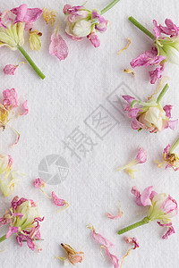 flowers花粉花在白色背景上的花朵模式 Flowers 风格纹理问候语圆形粉色树叶框架植物庆典墙纸热情花瓣背景