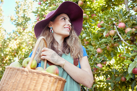 刚摘下苹果快乐的农民在时令采摘多汁 营养丰富的有机水果供食用 阳光明媚的日子里 一个快乐的女人从下面拿着一篮子从可持续果园农场树上摘下的新背景