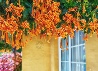 火焰般花朵特写镜头的花开花 开花和挂在一棵绿树上 来自西班牙圣克鲁斯德拉帕尔马的精致新鲜火焰藤植物 后院生机勃勃的热带园艺背景