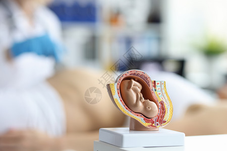 怀孕期间婴儿胎儿超声波检查和超声波图片
