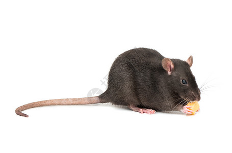 带奶酪的灰鼠宠物跑步耳朵头发老鼠哺乳动物鼻子眼睛尾巴害虫图片
