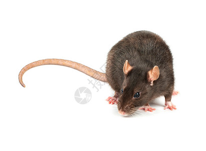 孤立的灰鼠爪子毛皮眼睛跑步哺乳动物头发老鼠晶须害虫宠物图片