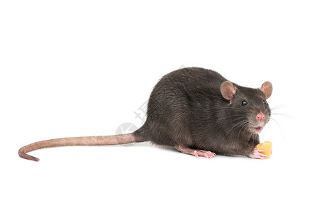 看老鼠搬家带奶酪的灰鼠耳朵尾巴头发跑步鼻子眼睛害虫老鼠爪子宠物背景