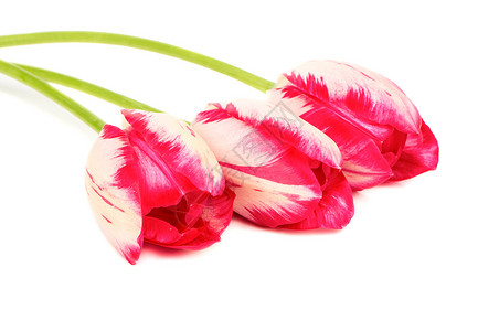 三个红色白色郁金香花期花束花瓣绿色植物宏观庆典礼物图片