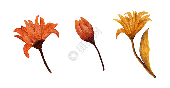 水彩手绘制了橙红色花朵的插图 秋天植物草药开花 落叶花在奥克托白石中淡出干花 感恩节概念艺术背景图片