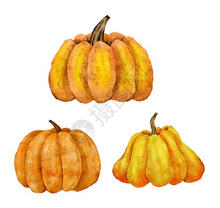 水彩手画了橙黄色南瓜 秋天有机食品蔬菜的插图 感恩节万圣节特辑 用于党邀庆装饰背景