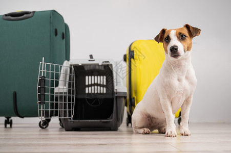 杰克鲁塞尔特瑞尔狗坐着行李箱和旅行盒 准备度假血统乘客航班载体动物乐趣航程运输快乐朋友背景图片