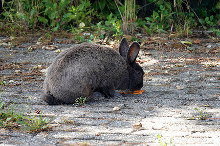 快乐的兔子吃胡萝卜图片