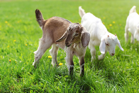小棕色山羊孩子在放牧 嘴里有草叶 在背景里有更多的山羊背景图片