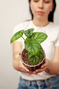 黑纹锅里有异种阿洛卡西亚银龙屋生长盆栽树叶植物群女孩植物学情调心形热带花束背景图片