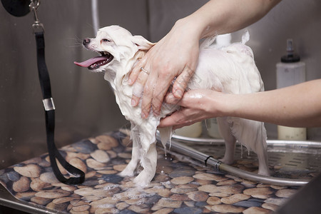 狗手可爱的小狗在美容沙龙被洗商业洗澡桌子理发师服务头发职业毛皮工作淋浴背景
