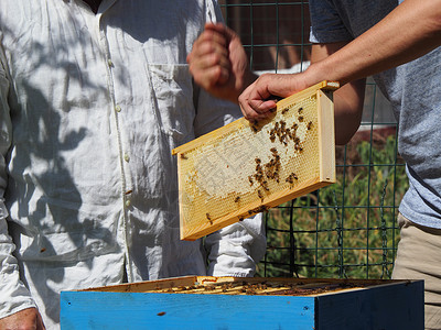 六边形框养蜂大师拔出一个带蜂蜜的框 从蚁群中的蜂巢里提取出来蜂窝工蜂养蜂人职业蜂房花蜜细胞风险乡村六边形背景