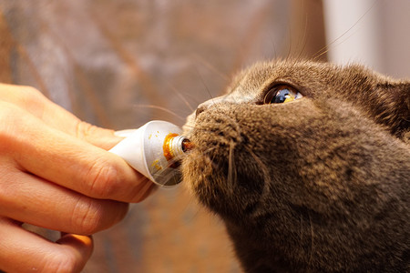 宠物洗护标签可爱的cottish折叠猫 吃麦芽糊糊宠物卡通片食物衣领标识狗窝便便洗发水标签小猫背景