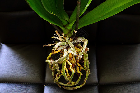 兰花根植物群有机的高清图片