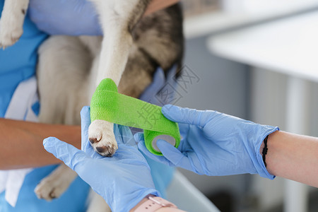 清理粪便兽医在狗爪上贴绷带 以恢复家畜的粪便背景