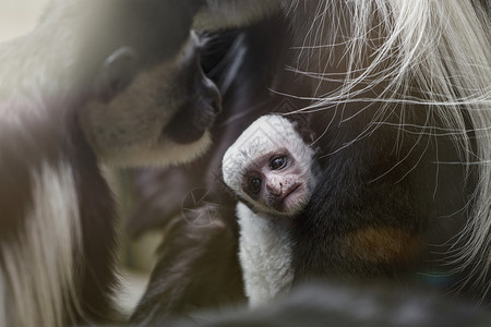 长尾巴猴子一只小阿比西尼亚疣猴在傍晚的阳光下喝着母亲的母乳 刚出生的阿比西尼亚疣猴 长着白色长尾巴的黑猴子胸部动物家庭荒野饮料新生女性野生背景