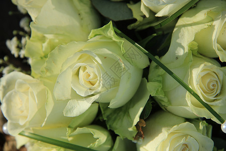 大象牙白玫瑰团体婚礼鲜花浪漫花束花瓣白色新娘玫瑰背景图片