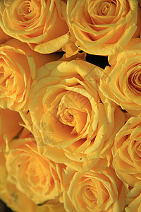 黄玫瑰婚礼黄色新娘浪漫花束花瓣玫瑰鲜花团体背景图片