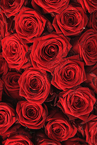 大红玫瑰浪漫新娘团体鲜花婚礼花束花瓣背景图片