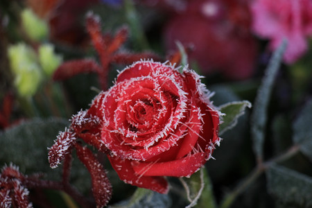 一朵红玫瑰上的白冰霜水晶冰镇结晶玫瑰季节背景图片