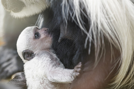 长尾巴猴子一只小阿比西尼亚疣猴在傍晚的阳光下喝着母亲的母乳 刚出生的阿比西尼亚疣猴 长着白色长尾巴的黑猴子荒野野生动物孩子家庭饮料母性婴儿背景