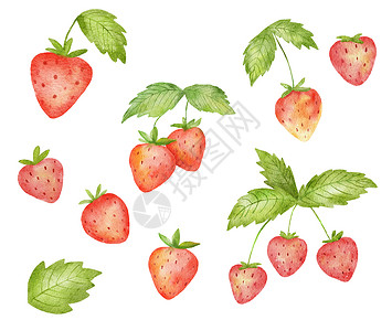 可爱草莓插图一套水彩色的可爱草莓和绿叶子 在白色上隔离的夏季白莓花朵的典型绘画图解背景