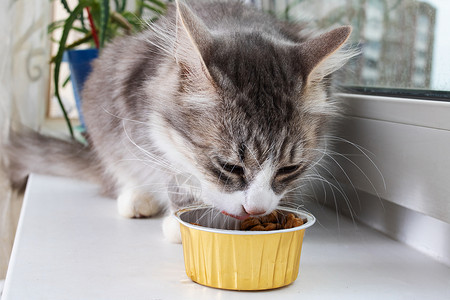 灰色毛绒猫在窗台上吃食物花朵窗户哺乳动物花束虎斑动物宠物小猫盘子猫咪图片