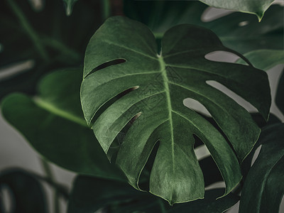芒色植物 绿色热带花草壁纸背景背景图片
