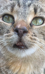 猫咪肖像的贴近头发哺乳动物动物爪子虎斑友谊眼睛毛皮宠物猫科图片