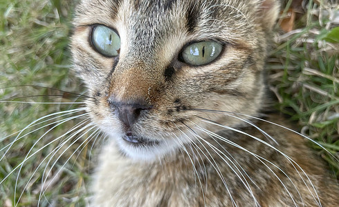 猫咪肖像的贴近头发毛皮小猫哺乳动物眼睛动物虎斑爪子宠物友谊图片