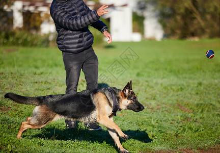 谁是这个包的领导者 一只可爱的德国牧羊犬在公园里接受主人的训练图片