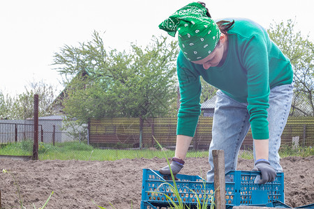 人类园丁白人女性农民或园丁用土豆 早春为花园季节做准备 种土豆 季节性工作 农业-粮食生产 收获概念背景