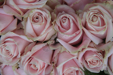 花朵婚礼安排中的粉红玫瑰团体粉色花瓣新娘鲜花浪漫花束玫瑰图片