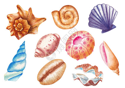 水彩贝壳水彩海贝壳示意图 各种白底孤立的海贝壳背景