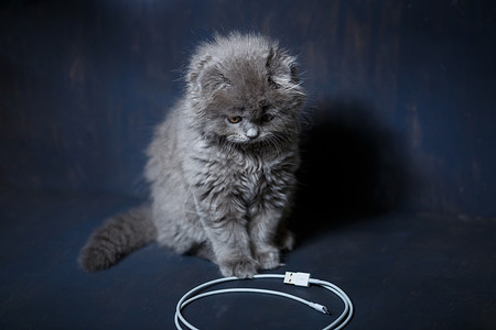 小英国折叠小猫玩有线电视 充电电话房子爪子血统毛皮猫科动物宠物耳朵蓝色猫咪头发背景