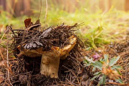 松乳菇森林 蘑菇采摘季节和选择性重点的倒下针头和松饼中 过量番红花牛奶帽生长背景