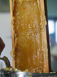 拔牙钳养蜂人在家里从蜜蜂蜂蜂巢中提取有机蜂蜜并滴水食物养蜂业生食营养健康细胞饮食蜂蜡工作蜜蜂背景